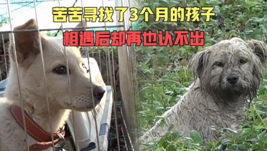 遛狗搭子结婚女子随礼写狗名,132688cc马会最新消息,经济性执行方案剖析_增强版V1.11
